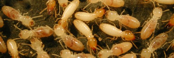 Termites à Audenge 33